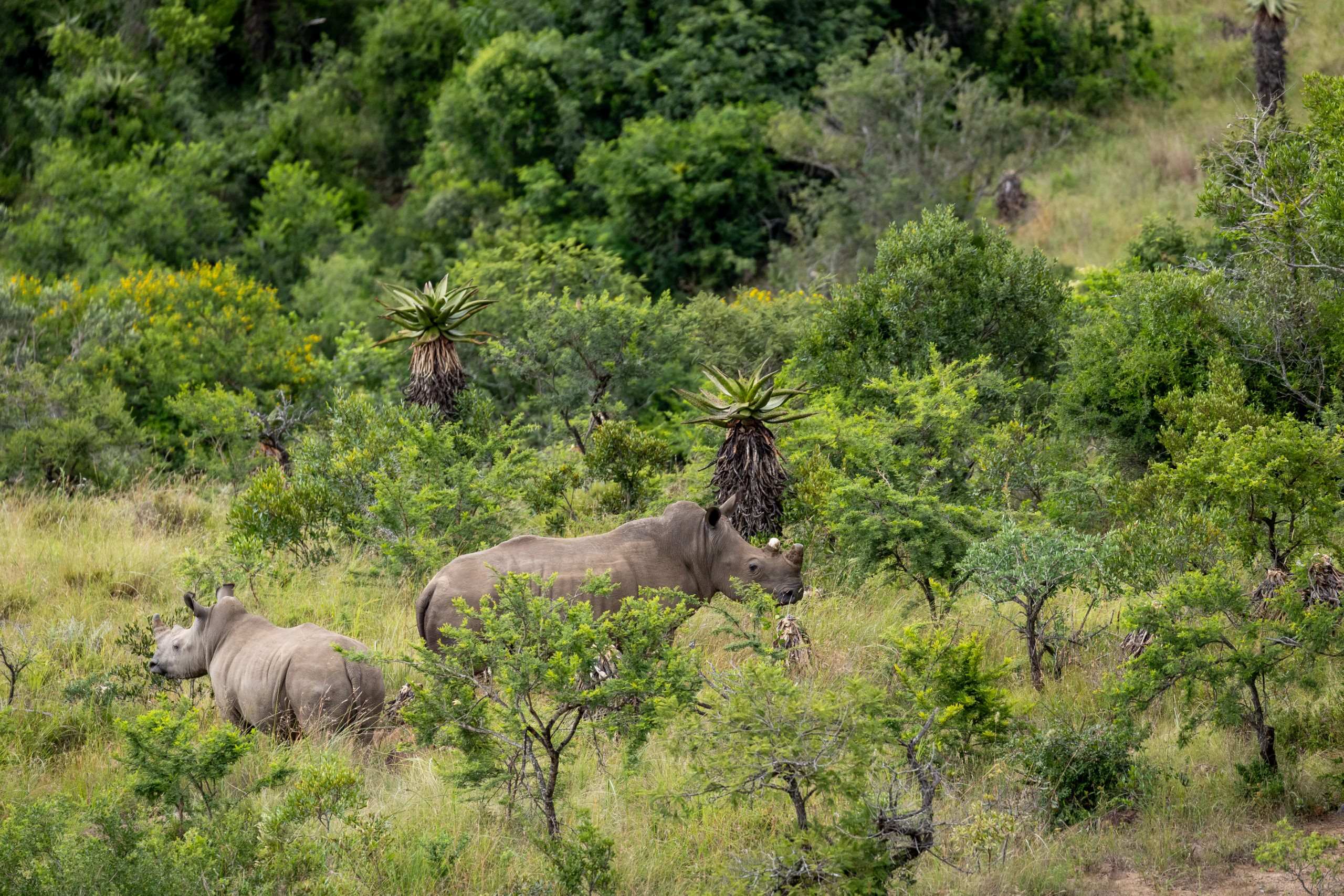 Protect Babanango — photo 12 of 32