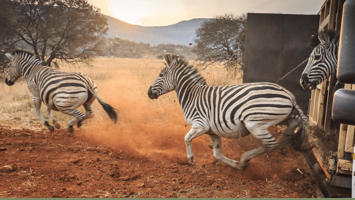 Protect Babanango — photo 9 of 32