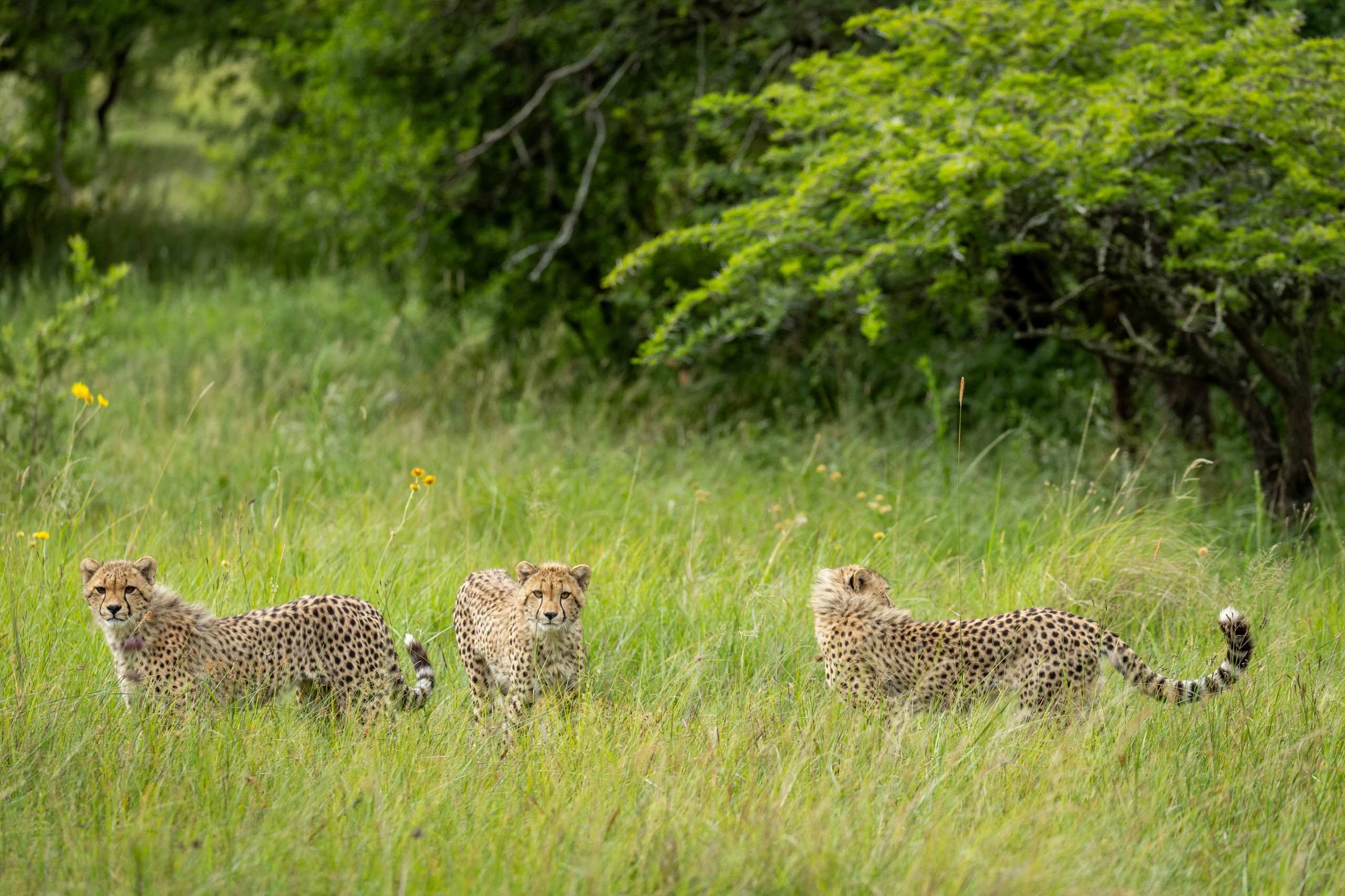 Protect Babanango — photo 18 of 32