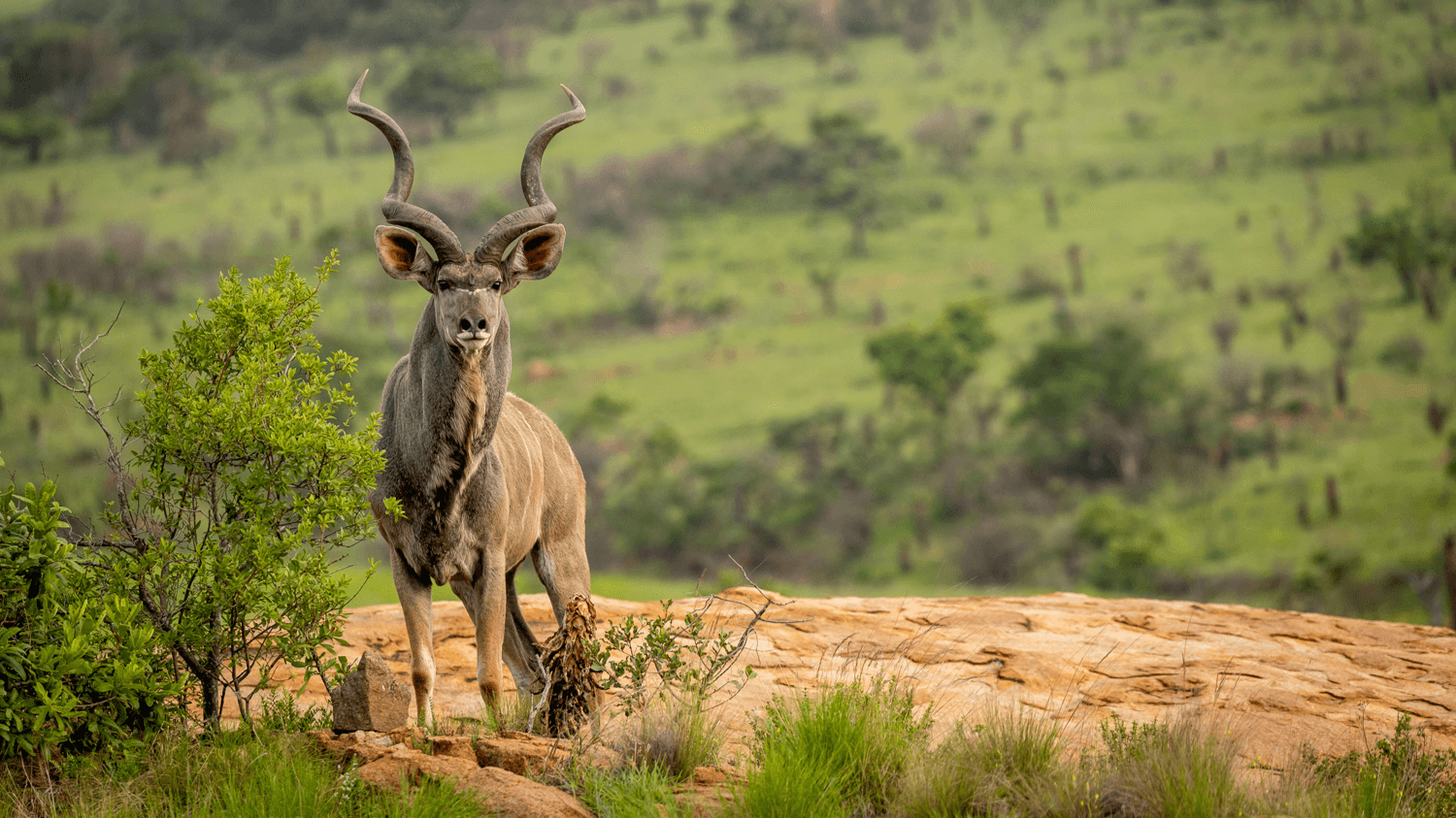 Protect Babanango — photo 5 of 32