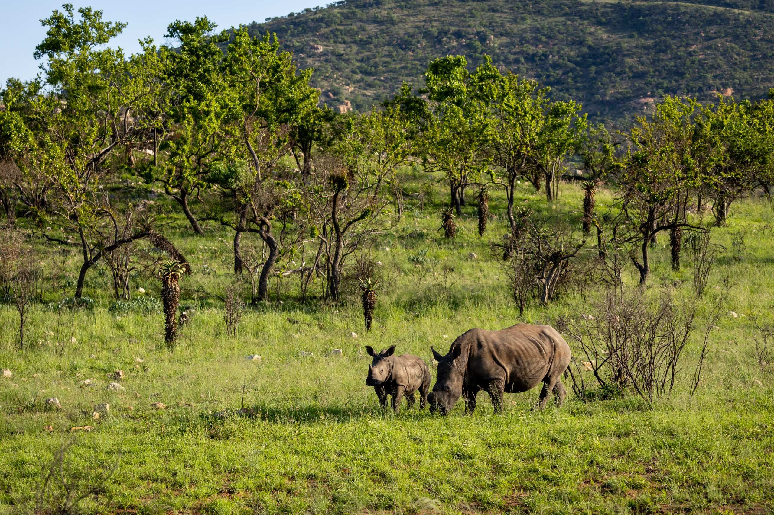 Protect Babanango — photo 19 of 32